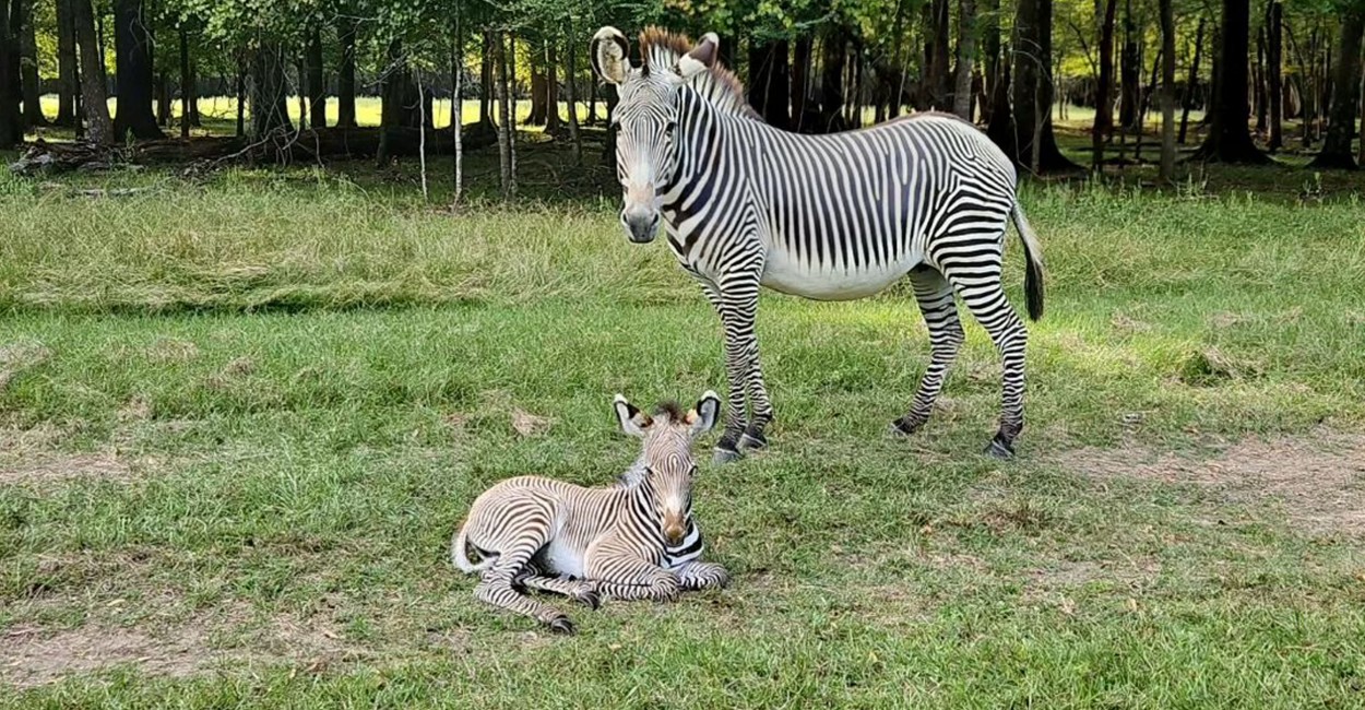 The Alabama Safari Park Welcomes<br>Two Zebra Foals for World Animal Day