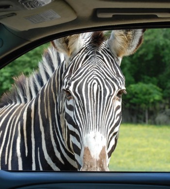 drive through safari zoo alabama