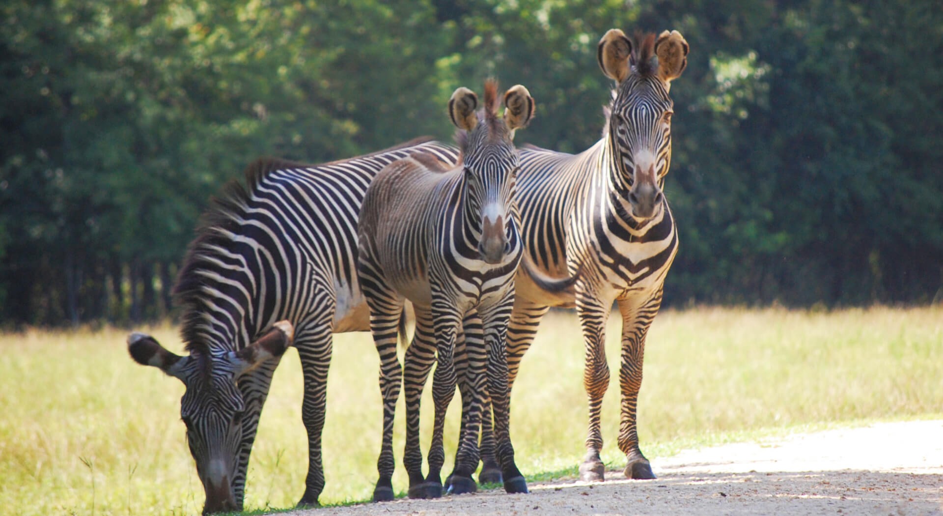 Alabama Safari Park Announces the <br>Birth of its First Grevy’s Zebra
