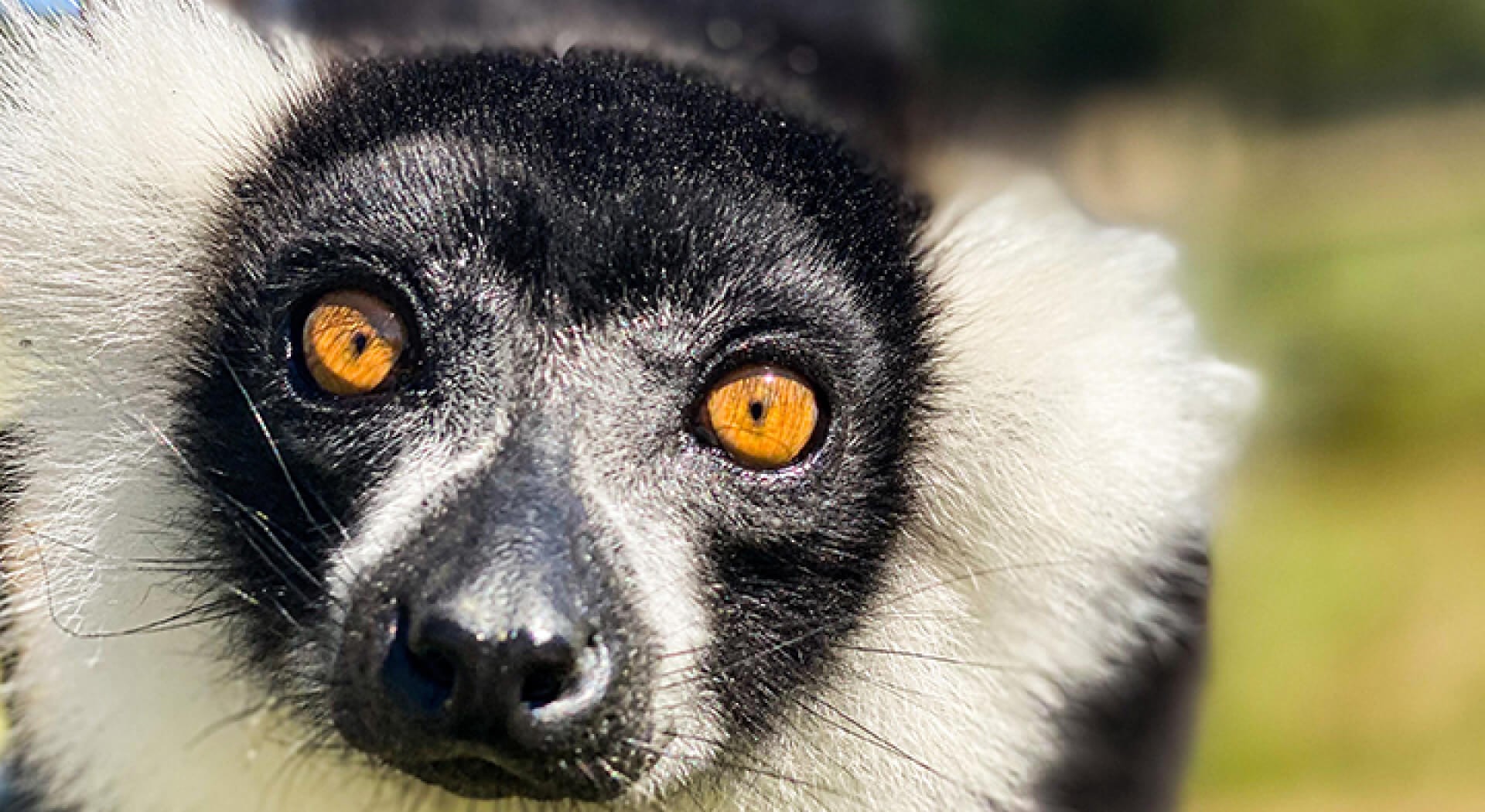 Endangered Lemurs Find New Home at Alabama Safari Park