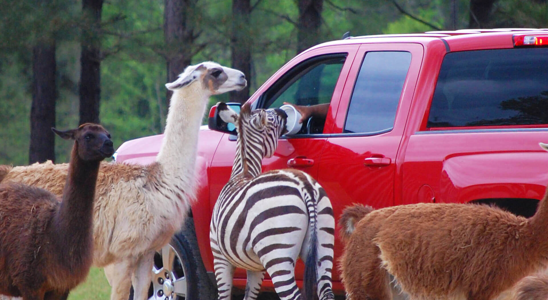 drive through safari zoo alabama