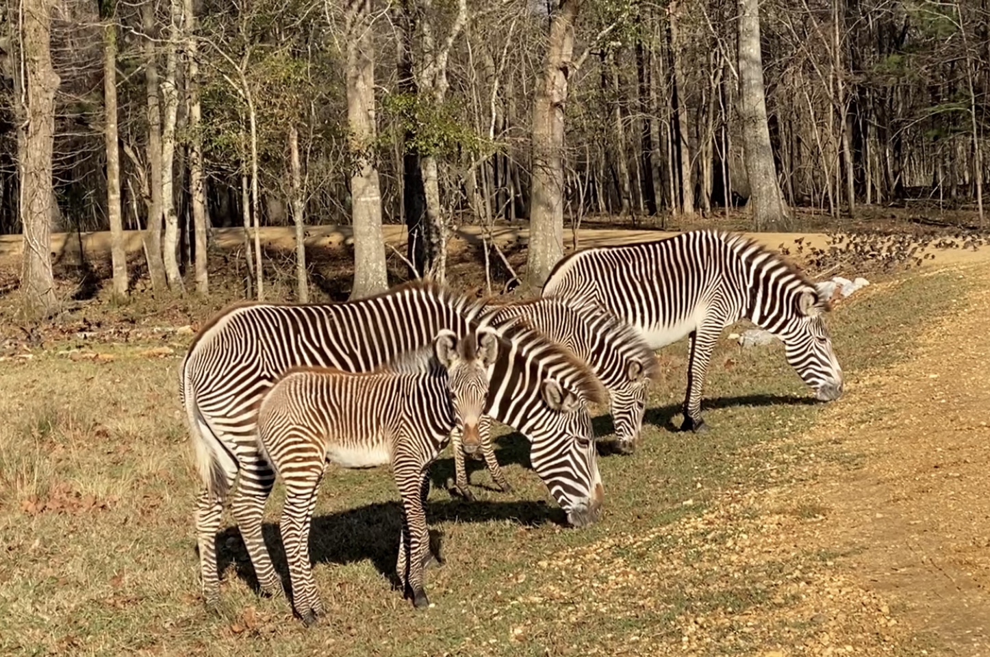 Alabama Safari Park announces Birth of Two Female Grevy's Zebras