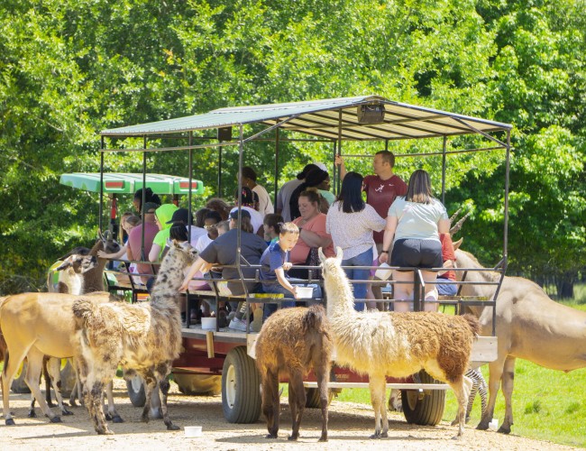 safari park rides open